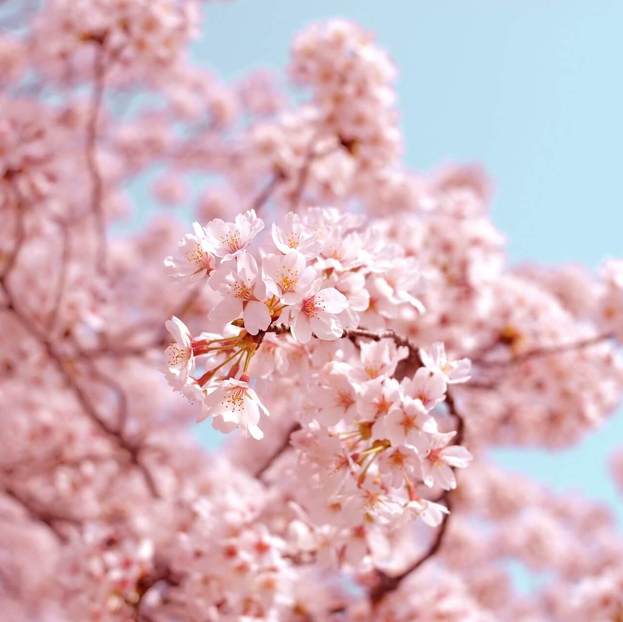 Billede af forårstræ med lyserøde blomster